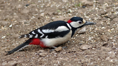 Great spotted woodpecker