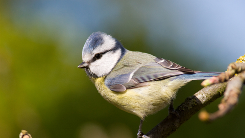 Bluetit%20%C2%A9%20Dave%20Kilbey.jpg