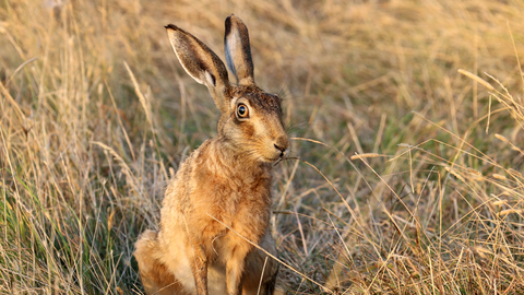 Brown Hare The Wildlife Trusts
