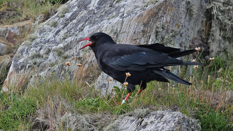 Chough