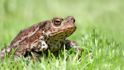 Common toad | The Wildlife Trusts