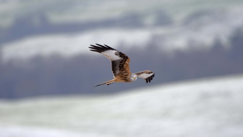 Red kite in flight