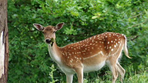 Fallow deer | The Wildlife Trusts