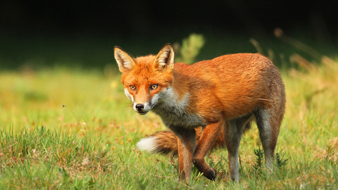 Red fox | The Wildlife Trusts