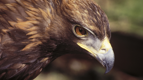 Golden Eagle The Wildlife Trusts