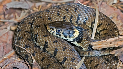 Grass Snake The Wildlife Trusts