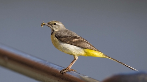 grey wagtail