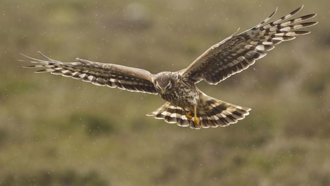 Hen Harrier British Bird Of Prey Centre Wales