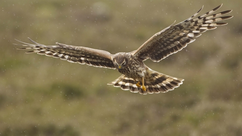 Hen Harrier  British Bird Of Prey Centre Wales