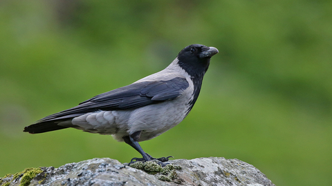 Hooded Crow with yellow eyes Minecraft Mob Skin