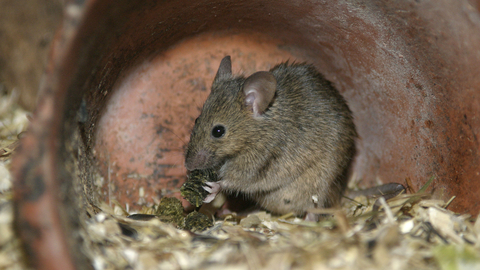 wild mouse as pet