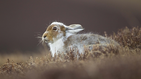 Mountain hare moulting