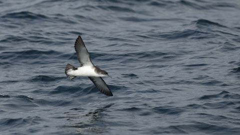 Manx Shearwater