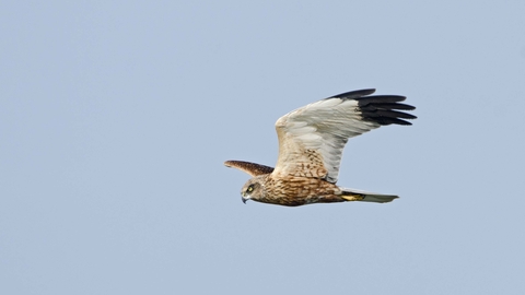 Male marsh harrier