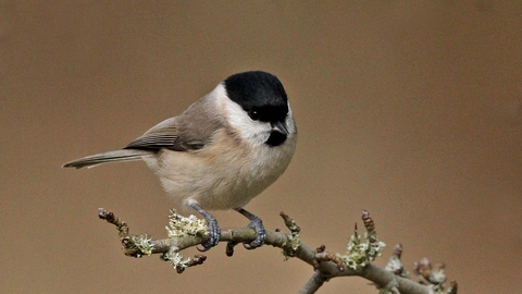 Marsh tit  The Wildlife Trusts