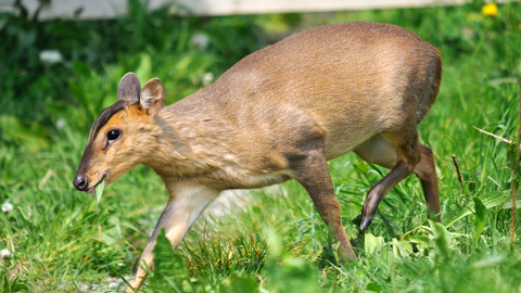 Muntjac%202%20%28c%29%20Amy%20Lewis.jpg