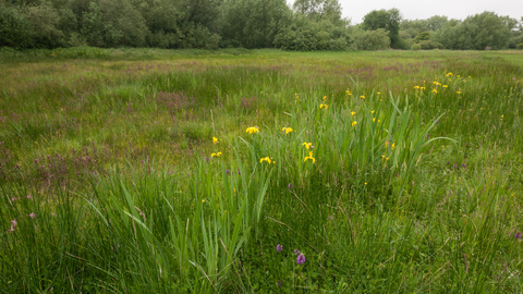 What Grows in Fens? (Types of Fen Plants) - Pond Informer