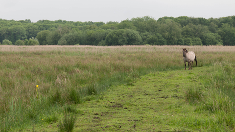 Lowland fen  The Wildlife Trusts