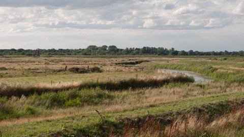 Lowland fen  The Wildlife Trusts