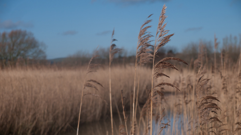 Reedbed | The Wildlife Trusts