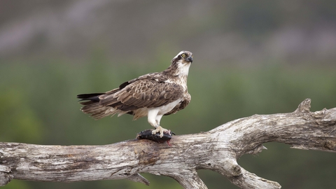 Osprey perched with fish