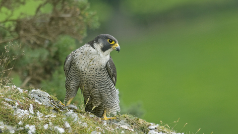Peregrine Falcon The Wildlife Trusts