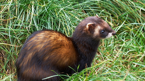 european polecat ferret