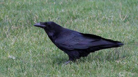 Raven The Wildlife Trusts The crow and the raven look very much alike, but the raven is much bigger. raven the wildlife trusts