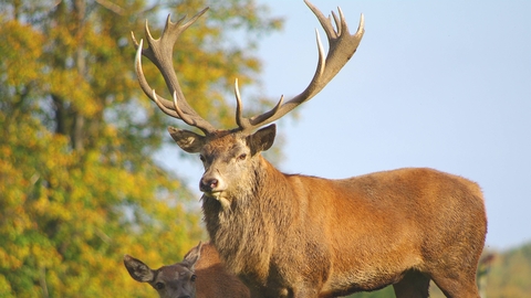 Overskyet Ekspert Klemme Red deer | The Wildlife Trusts