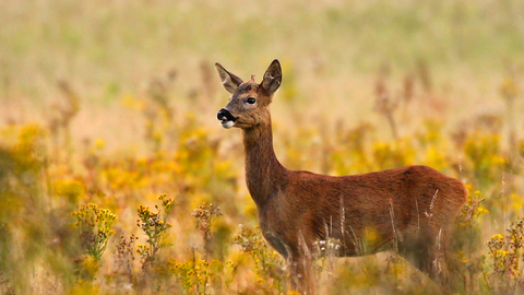 Roe deer | The Wildlife Trusts