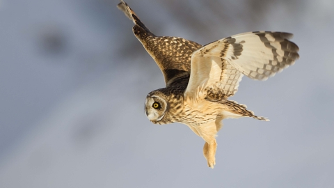 Image result for short-eared owl
