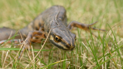 Smooth newt | The Wildlife Trusts
