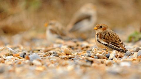 Snow Bunting