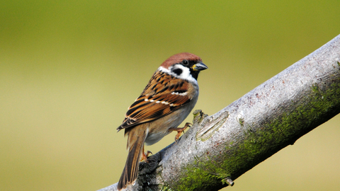 Tree sparrow | The Wildlife Trusts