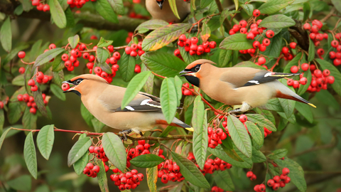 Waxwing