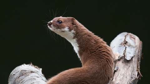 Malay weasel in What Is