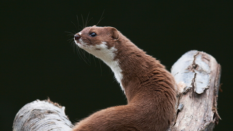 Image result for weasel