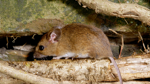 mouse mice rodent
