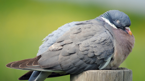 Common wood pigeon how long do they live