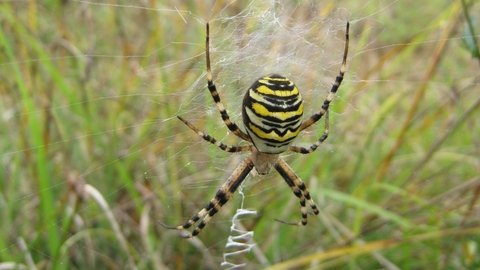 images Yellow Orb Weaver Spider Uk wasp spider the wildlife trusts