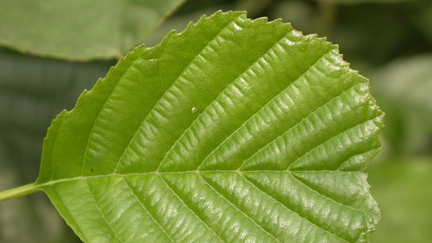 Alder | The Wildlife Trusts