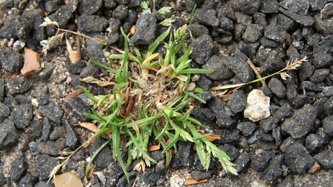 Annual Meadow Grass The Wildlife Trusts