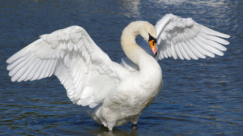 Bird%20-%20Swan%20Mute%20Gillian%20Day%20Slimbridge%20Oct%202010.jpg