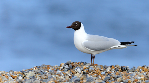 Black-headed Gull