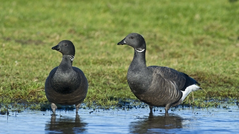 Brent Goose