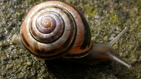 Brown Lipped Snail The Wildlife Trusts