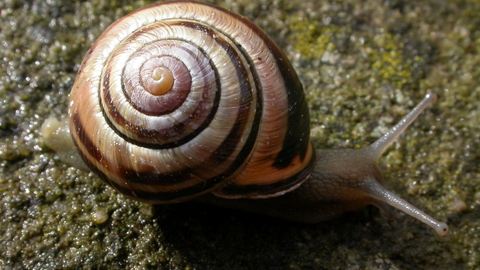 Brown-lipped Snail