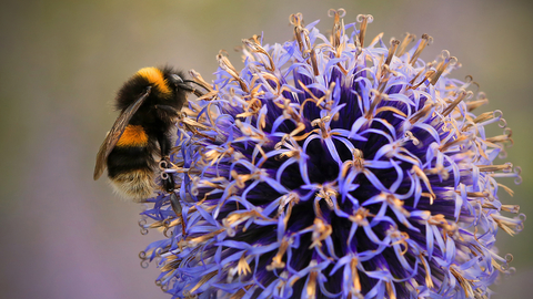 Buff-tailed bumblebee