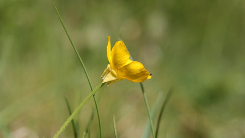 Bulbous Buttercup The Wildlife Trusts
