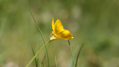 Bulbous Buttercup